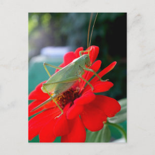 Grasshopper Postcard