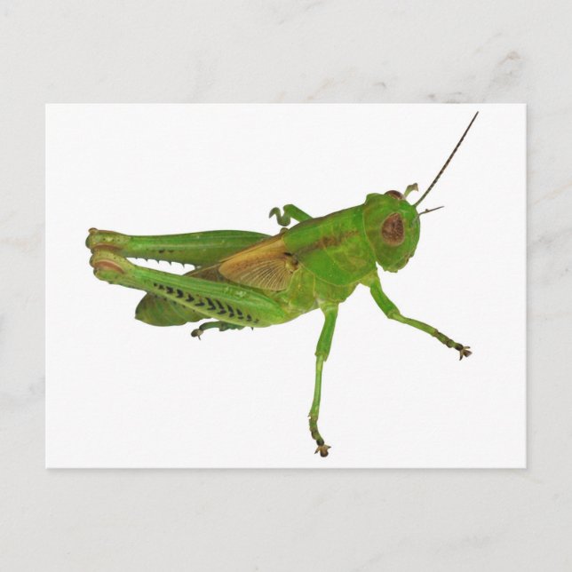Grasshopper Postcard (Front)