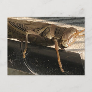Grasshopper Postcard