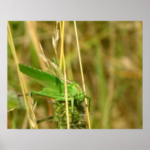Grasshopper poster
