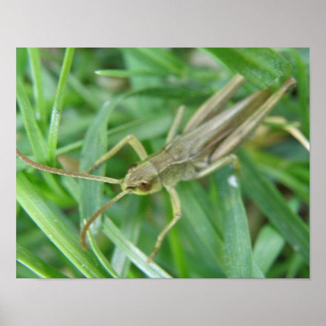 Grasshopper Print (Front)