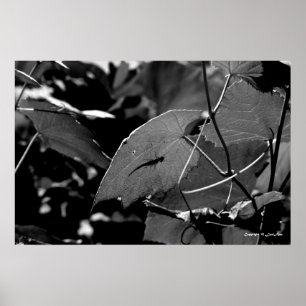 Grasshopper Shadow Poster