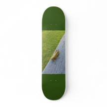 Grasshopper