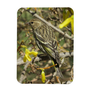 Grasshopper Sparrow In Sunshine Magnet