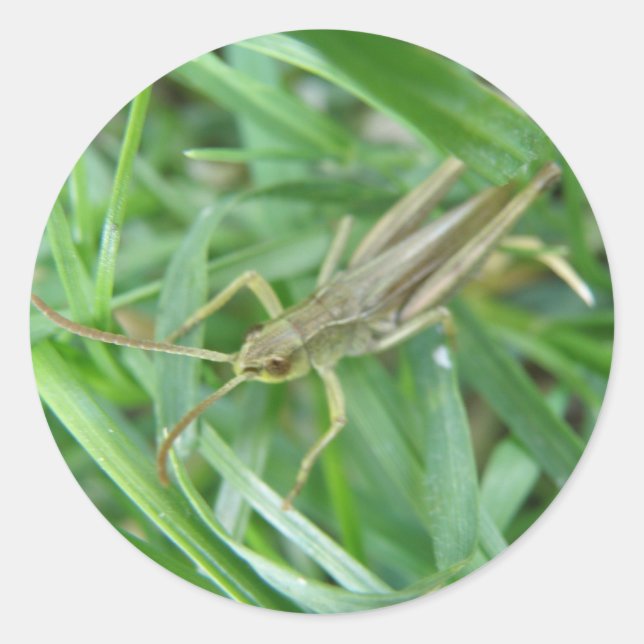 Grasshopper Sticker (Front)