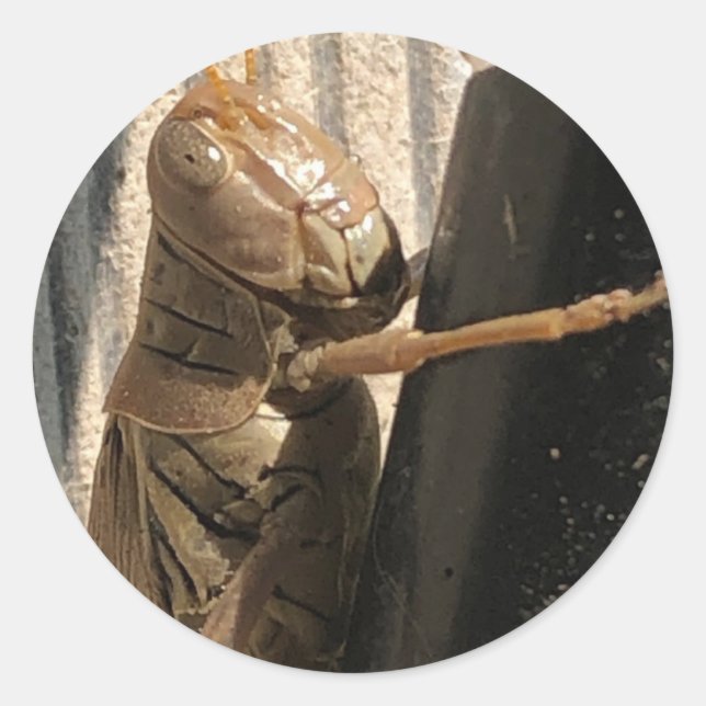Grasshopper Stickers (Front)