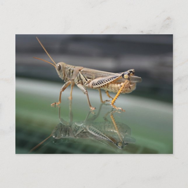 Grasshopperly Reflections Postcard (Front)