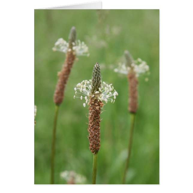 Grassy Gems (Front)
