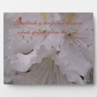 Gratitude Rhododendrons