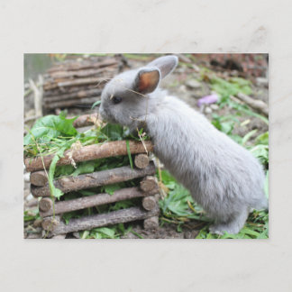 graues Häschen das frisst Postcard