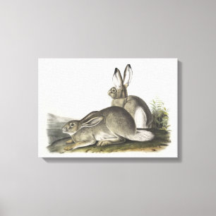 Gray and white Male & Female Hare Digital Art  Canvas Print