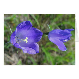 Gray card blue bell flower pair, blank