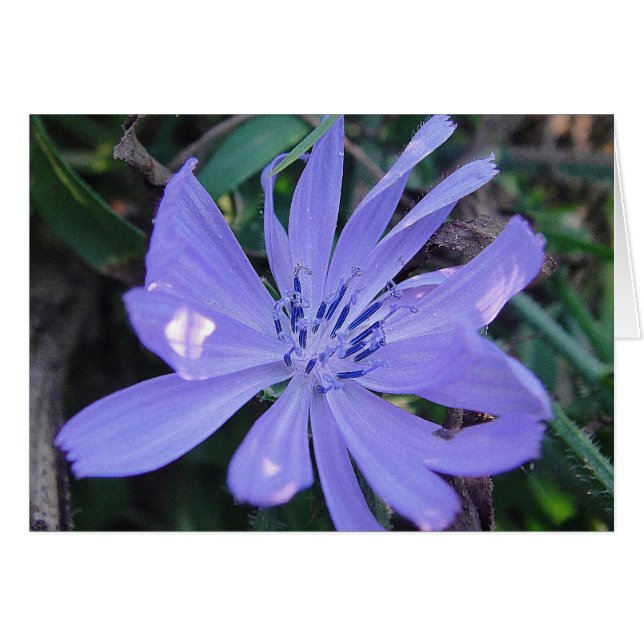 Gray card pretty blue wild flower, blank (Front Horizontal)