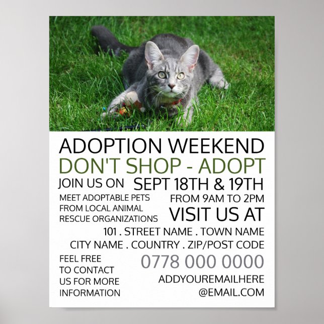 Gray Cat on Grass, Pet Adoption Event Advertising Poster (Front)