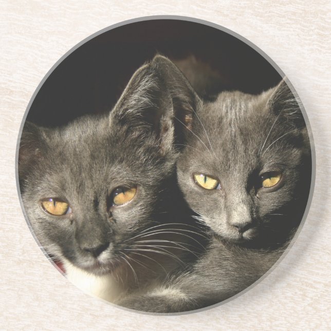 Gray cats Photo Coaster (Front)