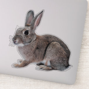 Gray Cottontail Rabbit Pet Bunny 