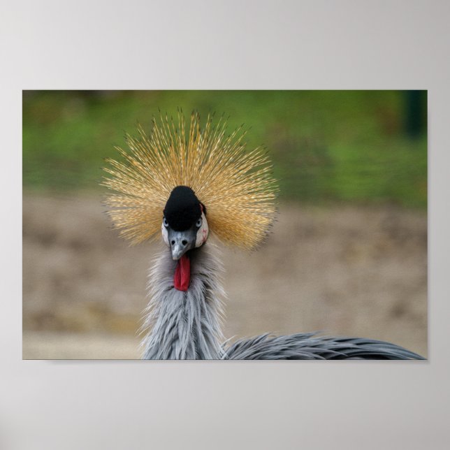 Gray crowned crane poster (Front)