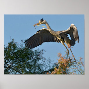 Gray heron bird arriving at the top of a tree poster