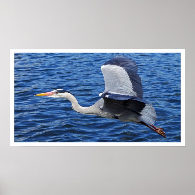 Gray Heron in Flight Poster (Front)