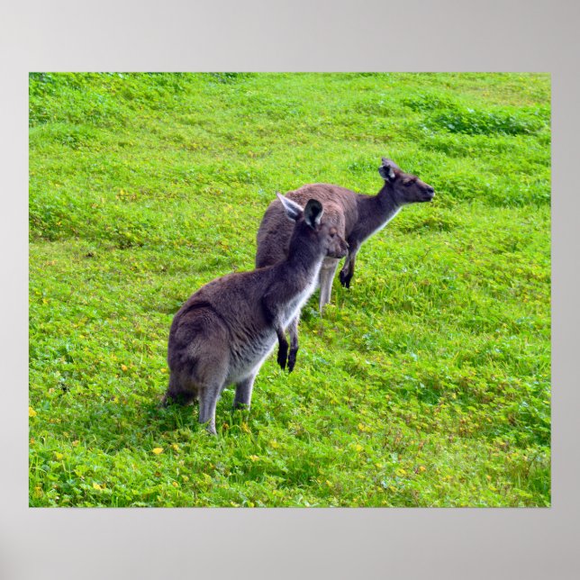 Gray Kangaroos On Green Grass, Poster (Front)