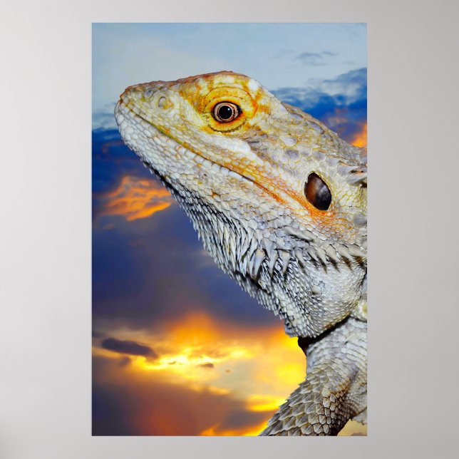 Gray Lizard at sunset Poster (Front)