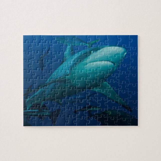 Gray Reef Shark Great Barrier Reef Jigsaw Puzzle (Horizontal)
