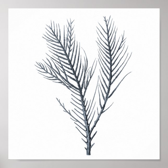 Gray Sea coral wall art print # 9 Beach decor (Front)