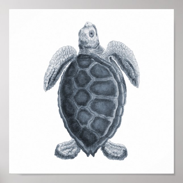 Gray Sea Turtle Sealife Group12A print #7 (Front)