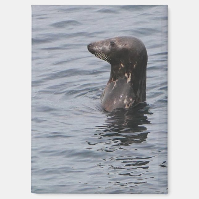 Gray Seal Magnet (Front)
