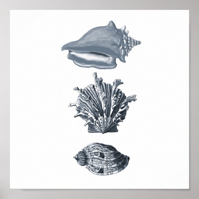 Gray seashells beach decor print #8 (Front)