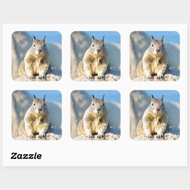 Gray squirrel, Monterey Bay, California Square Sticker (Sheet)
