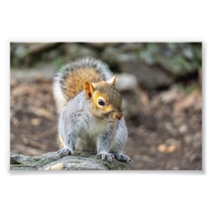 Gray squirrel photo print