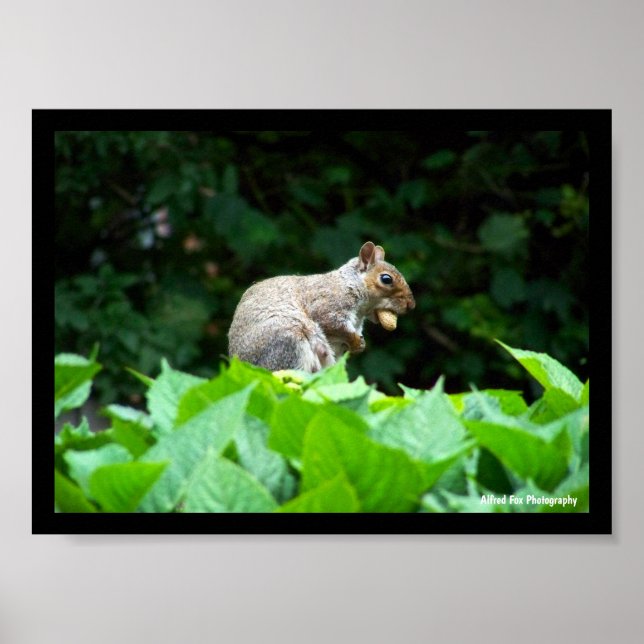 Gray Squirrel with Nut Poster (Front)