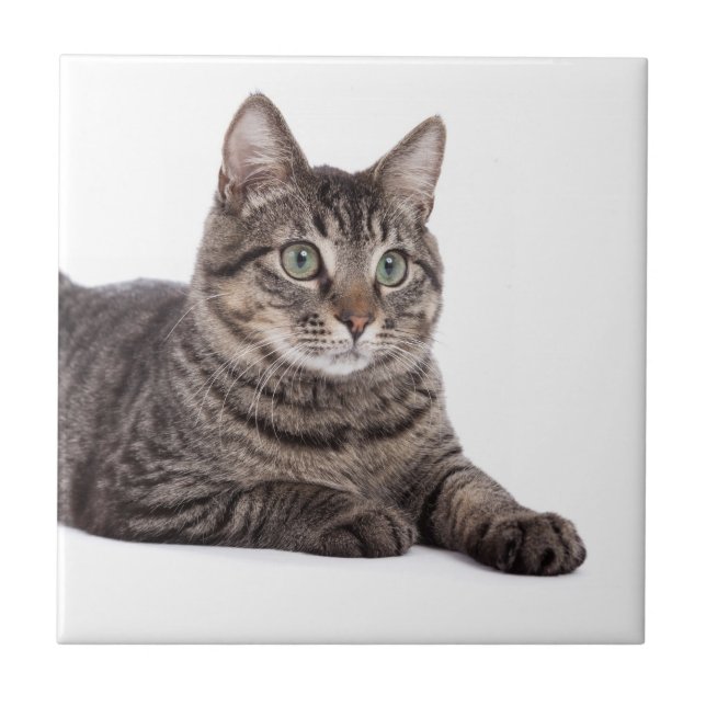 Gray Tabby Cat Tile (Front)