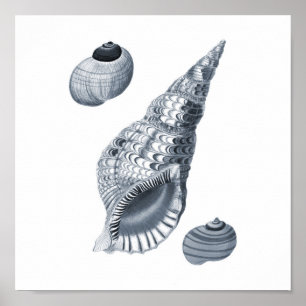 Gray Wall art Seashell art print #12 Beach decor