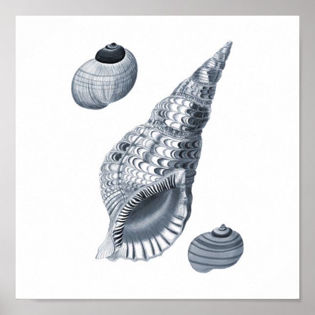 Gray Wall art Seashell art print #12 Beach decor (Front)