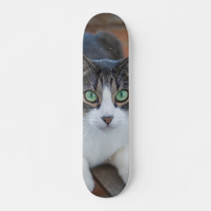 Gray white cat skateboard