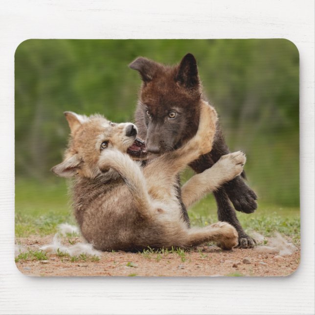 Gray Wolf Pups Wrestling Mouse Pad (Front)