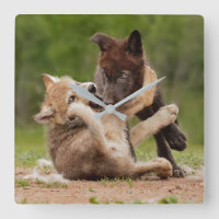 Gray Wolf Pups Wrestling