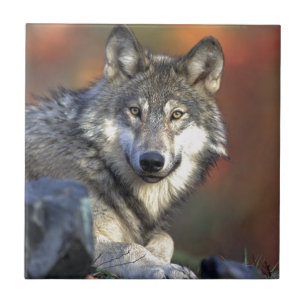 Gray wolf tile