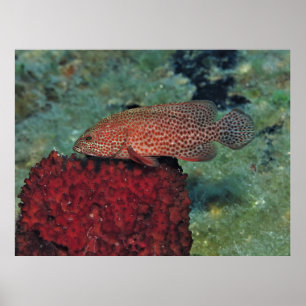 Graysby on a Sponge Poster