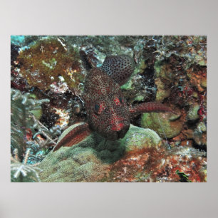 Graysby Portrait Poster