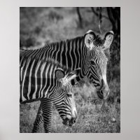 GRAYSCALE PHOTO OF ZEBRAS