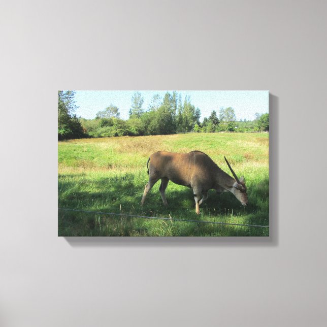 Grazing Antelope Canvas Print (Front)
