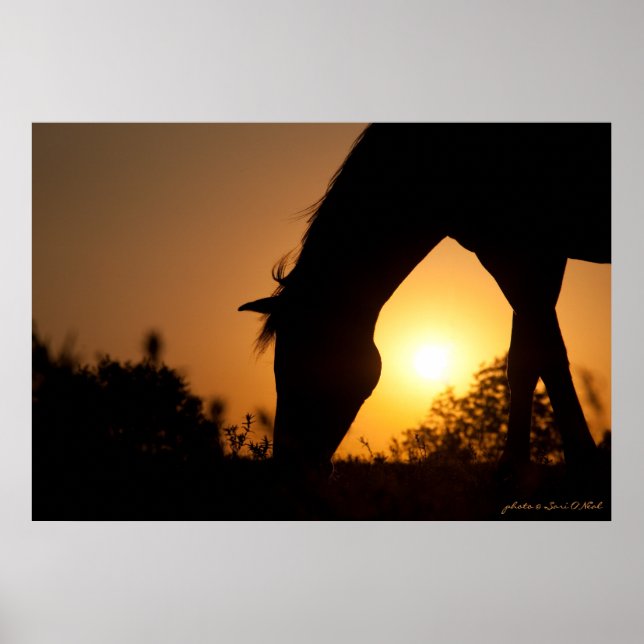 Grazing at Sunrise Poster (Front)