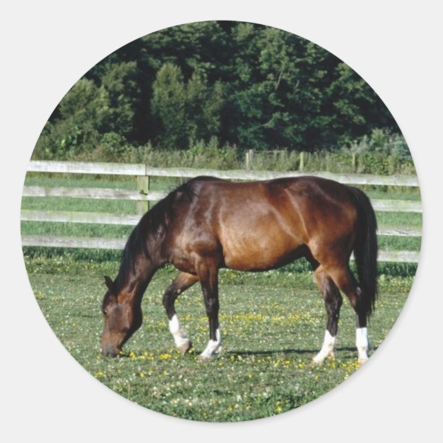 Grazing Bay with White Socks Classic Round Sticker (Front)