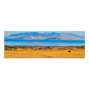 Grazing Buffalo, Great Salt Lake, Utah Photo Print