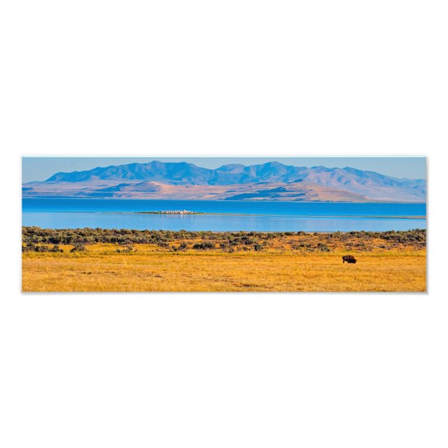 Grazing Buffalo, Great Salt Lake, Utah Photo Print (Front)