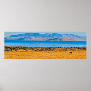 Grazing Buffalo, Great Salt Lake, Utah Poster