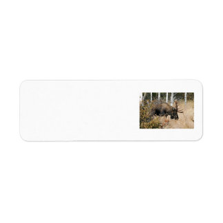 Grazing Bull Moose
